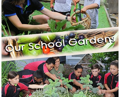 Our School Gardens Activities